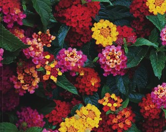 Puede incluir: Primer plano de flores de lantana en plena floración. La imagen muestra racimos de pequeñas flores en tonos rojos, rosas, naranjas y amarillos, sobre un fondo de hojas verdes oscuras. Las flores están densamente agrupadas, creando una exhibición texturizada y colorida.