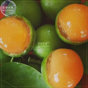 Semillas de lima española dulce (Limón), 10 frutos de quenepa (Mamoncillo) para plantar.