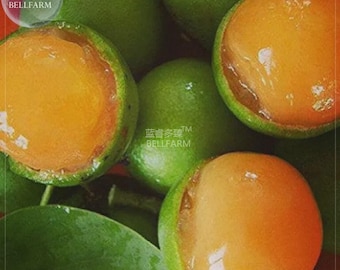 Puede incluir: Un grupo de frutas redondas con cáscara verde lisa y pulpa de color naranja vibrante. Algunas frutas están enteras y verdes, mientras que otras están cortadas por la mitad para revelar su interior jugoso y naranja. El texto "蓝睿多臻 BELLFARM" es visible.