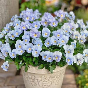 May include: A cluster of light blue pansy flowers with yellow centres planted in a beige, textured ceramic pot. The petals feature delicate white and purple-blue gradients, and the plant is surrounded by lush green leaves.