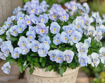 Puede incluir: Un grupo de flores de pensamiento de color azul claro con centros amarillos plantadas en una maceta de cerámica beige texturizada. Los pétalos presentan delicados degradados blancos y azul violáceo, rodeados de hojas verdes.