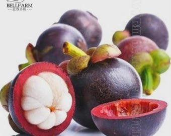 Può includere: Una collezione di frutti di mangostano, inclusi esemplari interi con buccia viola scuro e piccioli verdi, accanto a un frutto tagliato a metà che rivela polpa bianca segmentata all'interno di una spessa buccia rosso scuro e una metà vuota.