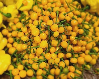 Puede incluir: Un gran montón de pequeños chiles redondos de color amarillo brillante con tallos verdes delgados. Los chiles son uniformes en forma y tamaño, con una piel lisa y brillante. Algunos chiles amarillos más grandes y ligeramente arrugados se ven al fondo.