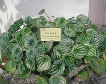 Puede incluir: Una exuberante planta de peperomia sandersii con hojas verdes y plateadas a rayas. La planta está en una maceta de piedra decorativa. Se puede ver un pequeño letrero amarillo con texto en japonés e inglés.