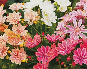Puede incluir: Primer plano vibrante de una variedad de flores en flor. La imagen muestra una mezcla de colores, incluyendo blanco, rosa y naranja. Las flores tienen pétalos delicados y están rodeadas de follaje verde. El tema general es floral y botánico.