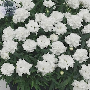 Può includere: Un grappolo di garofani bianchi con petali arricciati e foglie lanceolate verde scuro. I fiori sono densamente raggruppati e mostrano molteplici strati di petali. Un piccolo logo circolare con il testo Bellfarm è visibile nell'angolo.