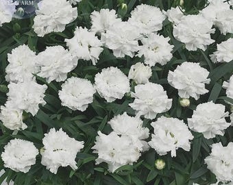 Puede incluir: Un grupo de flores de clavel blanco con pétalos rizados y hojas lanceoladas de color verde oscuro. Las flores están densamente agrupadas y muestran múltiples capas de pétalos. Un pequeño logotipo circular con el texto Bellfarm es visible.