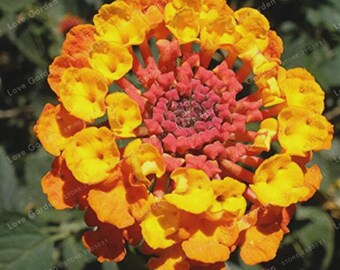 Puede incluir: Primer plano de una flor de Lantana con colores vibrantes. La flor tiene un grupo central de pequeñas flores de color rosa rojizo, rodeadas de capas de pétalos amarillos y naranjas. Los pétalos tienen forma redondeada y la disposición general es circular.