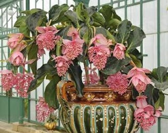 Puede incluir: Una gran planta en maceta con flores rosas en cascada y hojas verdes. La planta está en una maceta de cerámica ornamentada, de estilo antiguo, con un diseño verde y dorado. El fondo presenta una estructura de invernadero.