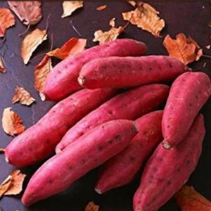 Puede incluir: Primer plano de un grupo de batatas de color rojo-púrpura, con algunas hojas secas dispersas. Las batatas son oblongas y tienen una textura ligeramente rugosa. La imagen destaca los colores y formas naturales de las verduras.