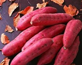 Puede incluir: Primer plano de un grupo de batatas de color rojo-púrpura, con algunas hojas secas dispersas. Las batatas son oblongas y tienen una textura ligeramente rugosa. La imagen destaca los colores y formas naturales de las verduras.