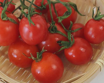 Puede incluir: Un racimo de tomates cherry de color rojo brillante con tallos y vides verdes dentro de una cesta redonda de bambú trenzado. Los tomates son redondos, lisos y brillantes, con pequeñas gotas de agua en su piel mientras están unidos a la vid.
