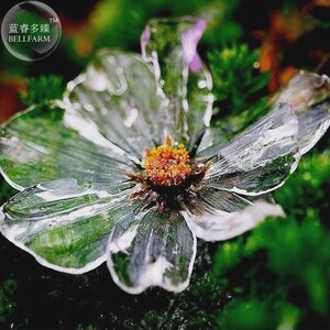 Può includere: Un fiore traslucido con petali delicati simili al vetro che appaiono trasparenti con sfumature verdi e bordi bianchi. Il centro del fiore presenta uno stame arancione vibrante e strutturato. I petali hanno una superficie lucida e riflettente.