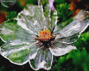 Puede incluir: Una flor translúcida con pétalos delicados similares al cristal que parecen transparentes con tonos verdes y bordes blancos. El centro de la flor presenta un estambre naranja vibrante y texturizado. Los pétalos tienen una superficie brillante.