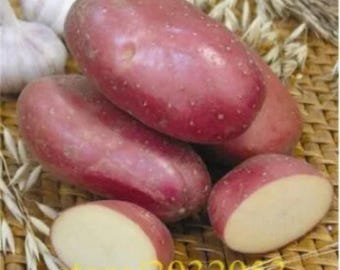 Puede incluir: Primer plano de varias patatas rojas, algunas enteras y otras cortadas por la mitad, que revelan un interior blanco cremoso. Las patatas están sobre una superficie tejida, con dientes de ajo y espigas de trigo en el fondo. El texto "store 2032053" está en la parte inferior.