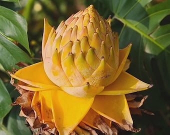 Puede incluir: Una vibrante flor amarilla en forma de loto con pétalos puntiagudos en capas que forman un centro denso y cónico. La base de la flor presenta brácteas secas, marrones y papiráceas, mientras que la parte superior muestra pétalos lisos.
