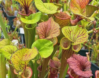 Puede incluir: Primer plano de un grupo de plantas carnívoras. Las plantas tienen hojas verdes, amarillas y veteadas de rojo y estructuras tubulares en forma de jarra, en tonos verdes y burdeos. Las plantas están en un jardín.