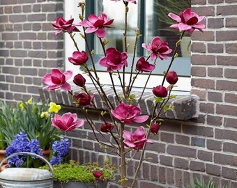 Puede incluir: Un árbol de magnolia en maceta con vibrantes flores y capullos de color rosa. El árbol se encuentra frente a una pared de ladrillos y una ventana, con otras plantas en macetas en el fondo. Las flores están en plena floración, mostrando sus delicados pétalos.
