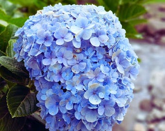 Puede incluir: Primer plano de una vibrante flor de hortensia azul en plena floración. El cabezal de la flor es un gran grupo redondeado de pequeños y delicados pétalos. Las hojas verdes proporcionan un telón de fondo, con un fondo borroso de más vegetación y un toque de zona rocosa.