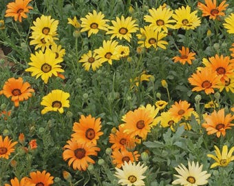 Puede incluir: Primer plano de un campo de flores vibrantes, con una mezcla de flores amarillas y naranjas en forma de margarita. Las flores tienen centros oscuros y están rodeadas de follaje verde. La imagen muestra un entorno natural al aire libre.