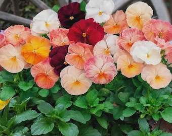 Puede incluir: Un grupo de flores de pensamiento en tonos blanco, rojo oscuro, naranja y melocotón, con pétalos redondeados y centros amarillos. Las flores están sostenidas por tallos y hojas verdes, creando un denso arreglo de flores coloridas.