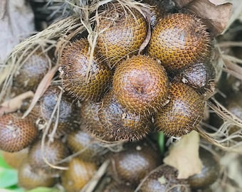 Puede incluir: Un racimo de frutos de salak, también conocidos como fruta de serpiente, con una piel escamosa y texturizada de color marrón rojizo. Los frutos ovalados están agrupados, mostrando un patrón de escamas superpuestas y pequeñas espinas.