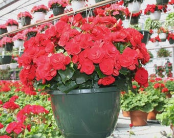 Puede incluir: Una begonia de color rojo vibrante con hojas de color verde intenso que crece en una maceta colgante de plástico verde oscuro. La planta presenta numerosas flores en capas similares a rosas que llenan el recipiente, suspendido por cables.