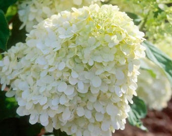 Puede incluir: Primer plano de una inflorescencia de hortensia blanca, compuesta por numerosos pétalos pequeños y delicados. La flor tiene forma redondeada y un color blanco cremoso, con toques de verde pálido en el centro. Se ven hojas verdes en el fondo.