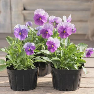 May include: Two black plastic nursery pots containing vibrant pansy flowers with petals in shades of light and dark purple, featuring bright yellow centers and green leaves. The plants are displayed in a group, showcasing multiple blooming flowers.