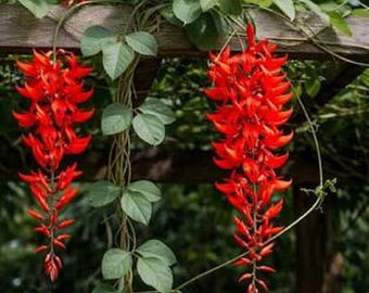 Puede incluir: Flores rojas vibrantes caen en cascada desde una estructura de madera, complementadas con exuberantes hojas y enredaderas verdes. La imagen muestra una planta trepadora con llamativas flores rojas alargadas, creando una exhibición visualmente atractiva.