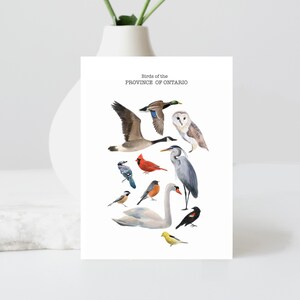 Birds of Ontario Fine Art Card, 4 by  5.5 inches, Envelope Included, Decorative Cards, Ontario