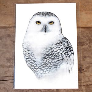 Snowy Owl, 8 by 10 Inches, Archival Fine Art Print, Owl Art, Unique Animal Art, Animal Art, Bird Art, Animal Illustration Art Print