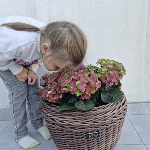 Puede incluir: Una maceta redonda de mimbre trenzado marrón que contiene una planta de hortensia con pétalos rosas y verdes y hojas de color verde oscuro. La cesta presenta una pequeña placa metálica rectangular negra en la parte frontal con las letras RP y un icono de hoja.