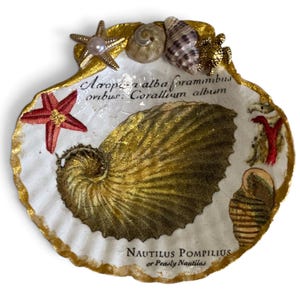May include: A decorative scallop shell dish with gold-painted edges, featuring a central golden nautilus illustration, a red starfish, and text reading Acropora alba foraminibus oribus Corallium album and Nautilus Pompilius or Pearly Nautilus.