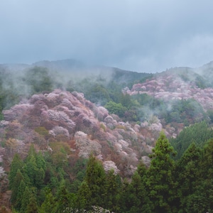 以下が含まれることがあります： 緑とピンクの花を咲かせた木々が覆う丘陵の美しい風景。霧のかかった曇り空の下、柔らかな光が葉の鮮やかな色を引き立て、穏やかで静かな雰囲気を作り出しています。自然の風景を捉えた画像です。