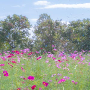 以下が含まれることがあります： 鮮やかなピンク色のコスモスの花が咲き誇る野原。緑豊かな木々を背景に、白い雲が浮かぶ明るい青空が広がっています。泡が空中に浮かんでいます。