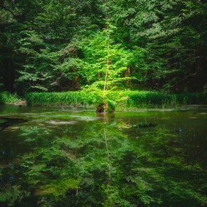 Op de afbeelding: Een levendige groene boom staat in het midden van een kalme vijver, verlicht door een gerichte lichtstraal. Het omliggende bos heeft dicht gebladerte en de reflectie van de boom is duidelijk zichtbaar op het stille, donkere wateroppervlak.