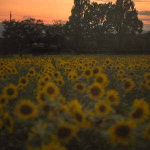 以下が含まれることがあります： オレンジとピーチ色の夕焼け空の下、満開の黄色いヒマワリが広がる広大な畑。背景には背の高い木々の暗いシルエットが浮かび上がり、夕暮れ時の地平線の温かい光と対照的な風景を作り出しています。