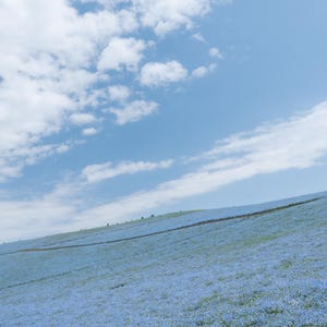 以下が含まれることがあります： 青い空と白い雲の下、小さな青い花で覆われた丘の風景。地平線が見え、奥行きと広がりを感じさせます。