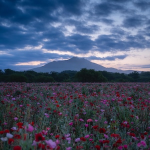 May include: A scenic landscape featuring a field of red and pink flowers under a cloudy, twilight sky. A mountain range is visible in the distance, with dark green trees lining the horizon. The overall scene evokes a sense of tranquility.