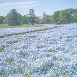 以下が含まれることがあります： 明るい空の下、小さな水色の花が咲き誇る広大な畑。緑の木々と草が畑を縁取り、遠くには小道が見えます。