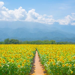 以下が含まれることがあります： 鮮やかな黄色のひまわりが広がる広大な畑。青い空には白い雲が浮かび、遠くには山々が連なっています。土の道がひまわりの間を通り、絵のように美しい風景を作り出しています。