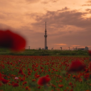 Op de afbeelding: Een veld met rode klaprozen in bloei onder een schemerige oranje lucht. In de verte staat een hoge toren tegen de horizon. De voorgrond is gevuld met wazige rode bloemen.