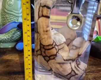 Chain Catshark Wet Specimen