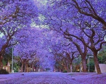 Paulownia tomentosa, Empress Tree, Foxglove Tree - 50 to 100