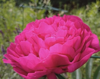 Poppy peony colour mix 200 seeds fragrant double blooms mixed colours papaver