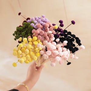 Pode incluir: Um buquê de flores secas craspedia com uma mistura vibrante de cores, incluindo amarelo, rosa claro, rosa antigo, lavanda, roxo escuro, preto e verde oliva. Cada haste termina em uma pequena cabeça de flor redonda e texturizada.