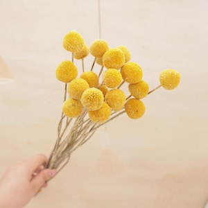 Pode incluir: Um buquê de billy buttons amarelos, também conhecidos como Craspedia, com cabeças de flores esféricas. As flores secas têm uma aparência texturizada e são seguradas em uma mão. As hastes são finas e marrons em um fundo neutro.