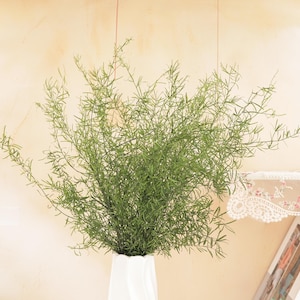 May include: A bunch of bright green asparagus fern foliage with thin, needle-like leaves arranged in a dense, branching pattern. The plant stems are held in a white, vertically ribbed vase, creating a natural and airy display of greenery.