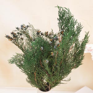 Può includere: Un mazzo di rami di cedro verde scuro con fogliame delicato a forma di scaglia e piccole bacche rotonde color blu-grigio polveroso sparse lungo i fusti. I rami sono disposti in un denso grappolo verticale con visibili steli legnosi marroni.